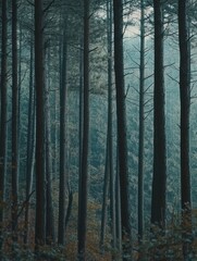 Fototapeta premium Forest Scene in Foggy Autumn