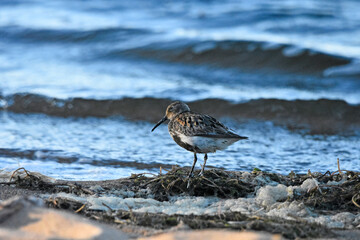 Dunlin over the Baltic Sea