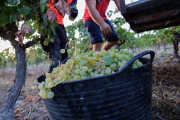vendimia de uva palomino fino en Jerez 