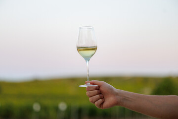 Copa de vino de Jerez en la mano con paisaje de viña al fondo 