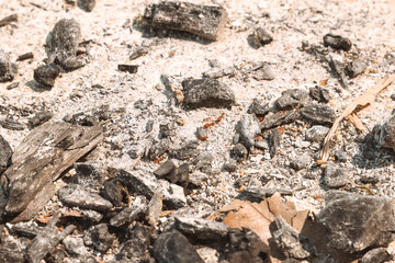Fire ants are creeping crawl, walking on the pavement ground with burned charcoal ash