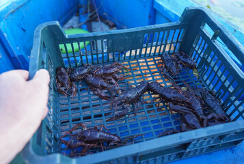 Illegal Catching crayfish and illegal Crayfishing on river. Fishing Crawdads, catching crayfish