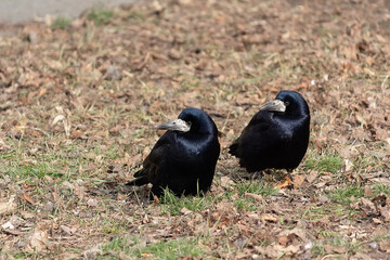 Two black crow chick on the ground