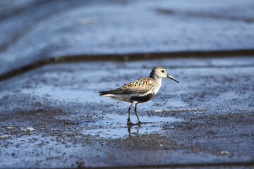 Dunlin over the Baltic Sea