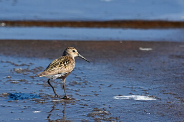 Dunlin over the Baltic Sea