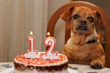 Cumpleaños de la perrita Nami, perrita mestiza geriatrica con 12 años de edad, Alcoy, España