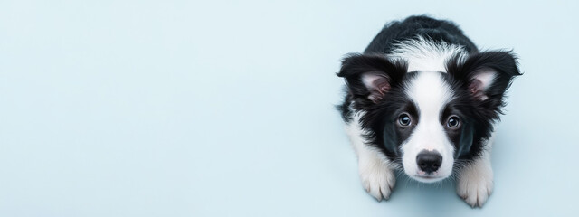 Adorable black and white Border Collie puppy lying down and looking up, set against a light blue background, capturing the playful and curious nature of the breed.
