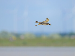 A Gadwall in flight on a sunny day