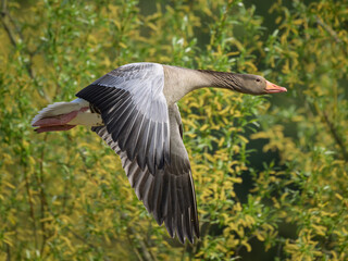 A Greylag Goose flying in front of green trees