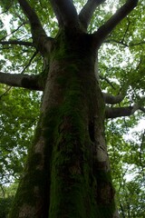 真夏の舞岡公園の風景　神奈川県戸塚区舞岡町