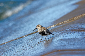 Dunlin over the Baltic Sea