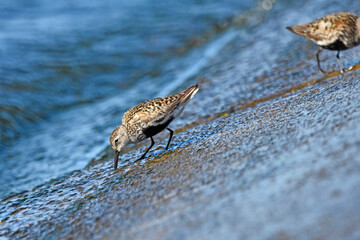 Dunlin over the Baltic Sea