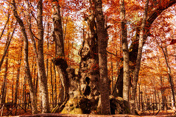In the heart of an autumnal forest, an ancient tree stands tall with roots embracing the earth. Its fiery leaves whisper secrets to the wind while a wooden fence guards its majesty.