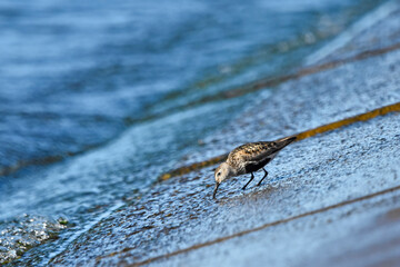 Dunlin over the Baltic Sea