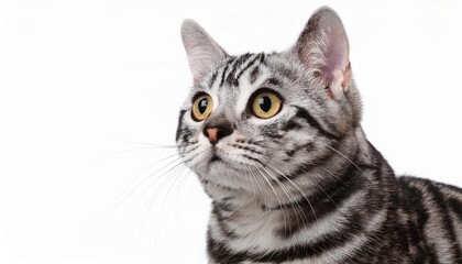 Fototapeta premium アメリカンショートヘアのポートレート（American Shorthair portrait on white background） 