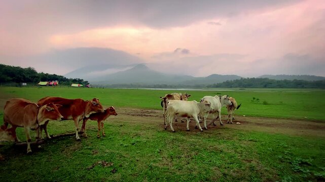 Cows grazing  grass in the foothills of Dalma hills alongside Dimna lake in Jamshedpur, Jharkhand in India 