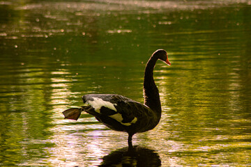 In a golden corner, a black swan reflects in shimmering waters. Sunlight and the tree canopy create a scene of elegance and serenity, where nature whispers its magic