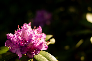 In a magical corner of the garden, a pink flower glistens with dewdrops, reflecting tiny rainbows. Light and shadow dance upon its petals, creating a moment of pure serenity