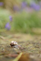 After the rain the snail came out of hiding