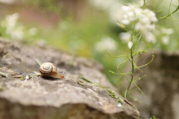 After the rain the snail came out of hiding