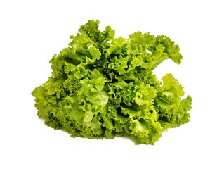 Lettuce plant on white background.Fresh lettuce plants are green 