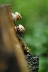 After the rain the snails came out of hiding