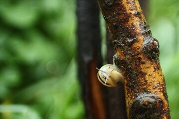 After the rain the snail came out of hiding