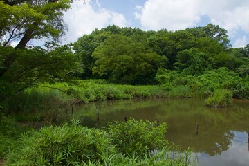 舞岡公園の景色　真夏　神奈川県戸塚区舞岡町