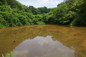 舞岡公園の景色　真夏　神奈川県戸塚区舞岡町