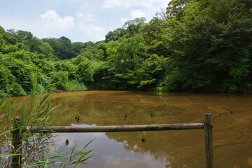 舞岡公園の景色　真夏　神奈川県戸塚区舞岡町