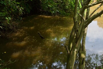 舞岡公園の景色　真夏　神奈川県戸塚区舞岡町