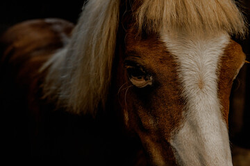 Portrait of a foal or pony in a stable on a dark background