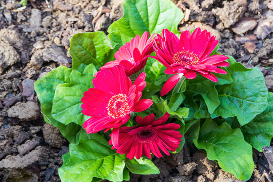 gerbere rosse