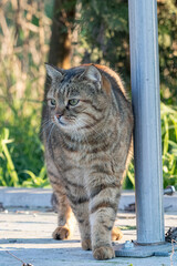 gatto domestico