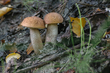 mushrooms in the forest