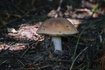 mushroom in the forest