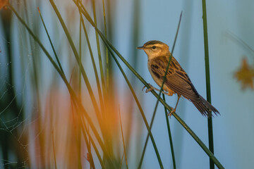 sedge warbler on a branch
