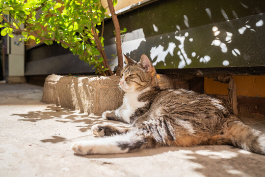 Domestic classic Tabby short-haired cat outside the house in Venice. Tabby cat lying in the shade on a sunny day. 