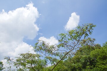 舞岡公園の景色　真夏　神奈川県戸塚区舞岡町