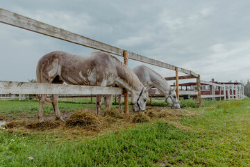 Obraz premium Two white horses grazing on a farm in a chamomile field