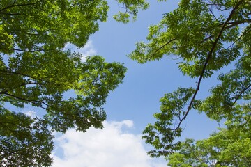 舞岡公園の景色　真夏　神奈川県戸塚区舞岡町