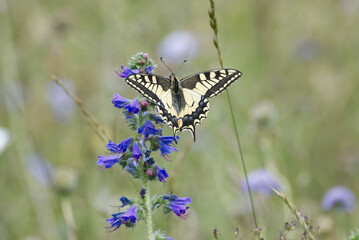 Old World Swallowtail or common yellow swallowtail (Papilio machaon) sitting on blueweed in Zurich, Switzerland