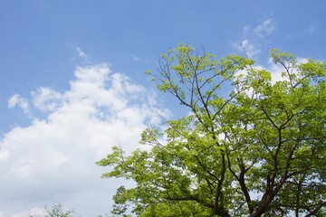 舞岡公園の景色　真夏　神奈川県戸塚区舞岡町