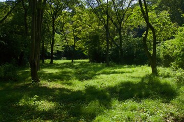 舞岡公園の景色　真夏　神奈川県戸塚区舞岡町