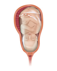 Pregnant anatomy and the fetus. Anatomy of pregnancy of the Baby in the womb of a pregnant mother. Front view.