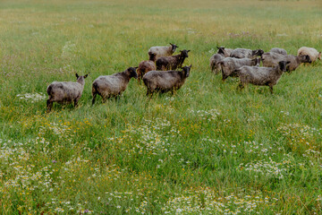 Black sheep grazing on green lawn