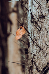 fotografia de lindas folhas no parque