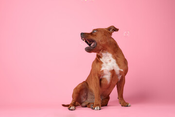 A curious Staffordshire Bull Terrier gazes upward, against a soft pink backdrop, embodying an air of gentle contemplation and alertness