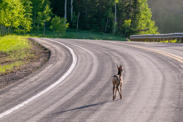 Baby fawn deer on curvy mountain road