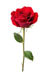 A vibrant red rose with lush petals and green leaves, perfect for symbolizing love and beauty in any floral arrangement.
